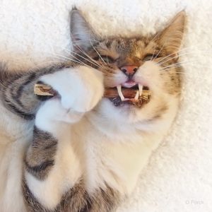 Zahnstein entfernen Katze