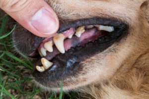 Zahnstein entfernen Hund