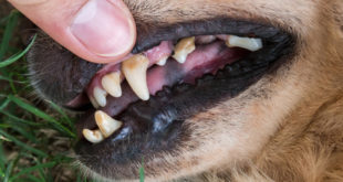 Zahnstein Kontrolle beim Hund