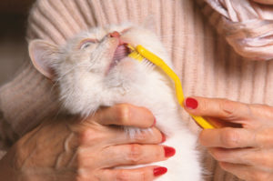 Zahnstein entfernen Katze