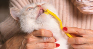 Katze Zahnstein entfernen