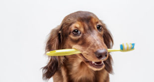 Dachshund mit einer Zahnbuerste im Maul